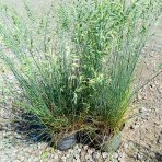 Kostrava sivá (Festuca glauca) - kont. P12